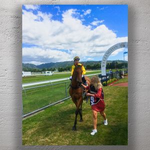 Triumphant Racehorse and Jockey at Wellington Racecourse Photo Download