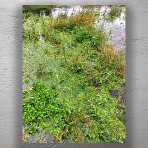 Lush Green Wetlands Vibrant Aquatic Plant Life and Natural Beauty Photo Download