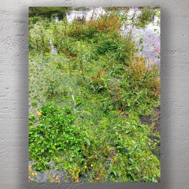 Lush Green Wetlands Vibrant Aquatic Plant Life and Natural Beauty Photo Download