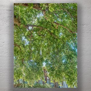 Serene Green Canopy Lush Tree Branches and Sunlit Leaves in Natures Embrace Photo Download