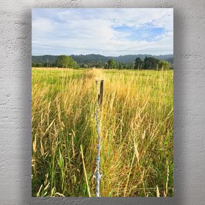 Rustic Barbed Wire Fence in a Golden Field Countryside Landscape Photography Photo Download