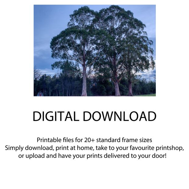 Twin Eucalyptus Trees at Dusk Serene Landscape Nature Photography Photo Download