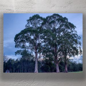 Twin Eucalyptus Trees at Dusk Serene Landscape Nature Photography Photo Download