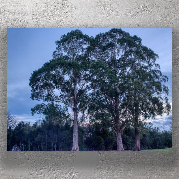 Twin Eucalyptus Trees at Dusk Serene Landscape Nature Photography Photo Download