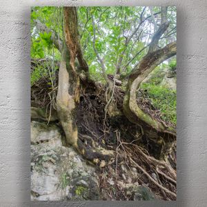 Resilient Tree Roots Clinging to Rocky Cliffside in Lush Forest Photo Download