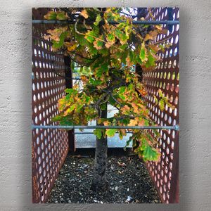 Urban Tree in Metal Enclosure with Autumn Leaves Street Nature Photo Download