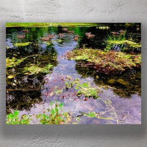 Duck Pond with Lush Aquatic Plants Tranquil Nature Scene Photography Photo Download