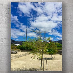 Urban Parkscape with Young Trees Under a Vivid Blue Sky Nature in the City Photo Download