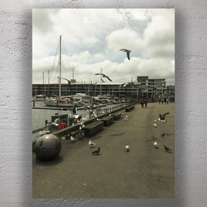 Seagulls at the Marina Waterfront View with Boats and Birds Photo Download
