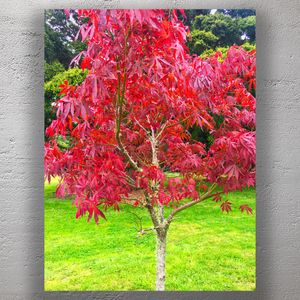 Vibrant Red Japanese Maple Tree in a Lush Green Park Photo Download