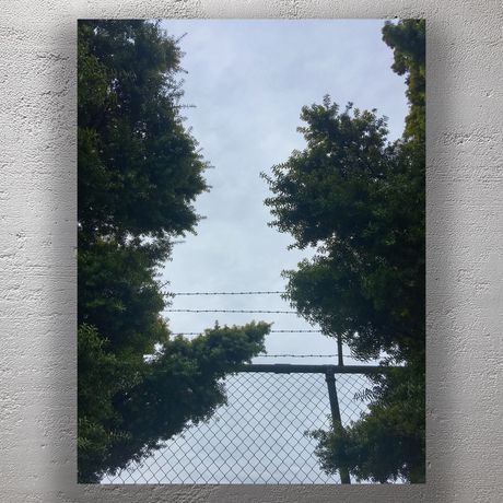 Barbed Wire Fence Framed by Trees Against Cloudy Sky Photo Download