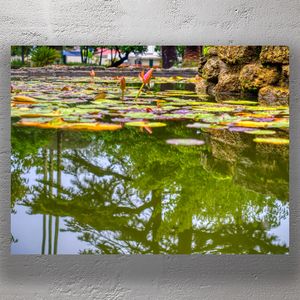 Serene Lily Pond Reflection Tranquil Nature Photography Photo Download