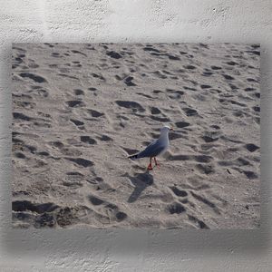 Seagull Standing on Sandy Beach with Footprints in Soft Light Photo Download