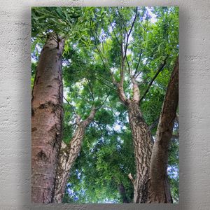 Majestic Green Canopy Towering Trees and Lush Foliage Nature Photography Photo Download