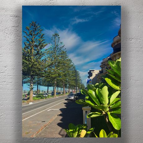 Seaside Street View of Marine Parade Napier with Norfolk Pines and Ocean Horizon Photo Download