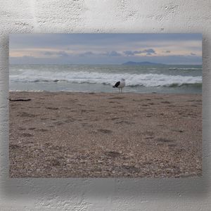 Seagull on Tranquil Beach with Ocean Waves and Distant Island Photo Download