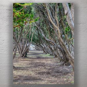 Enchanted Tree Tunnel Pathway Natures Serene Archway Photo Download