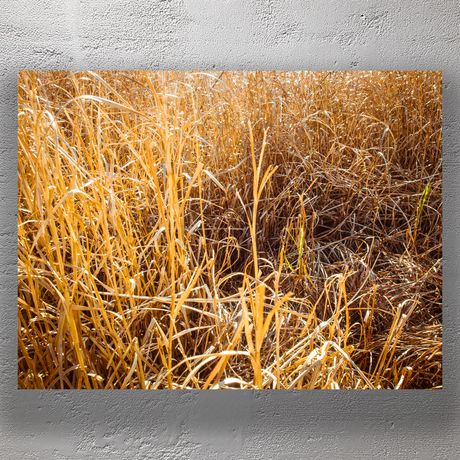 Golden Dry Grass Field in Sunlight Autumn Nature Photo Download