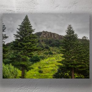 Lush Green Hillside with Pine Trees at Mount Maunganui New Zealand Photo Download