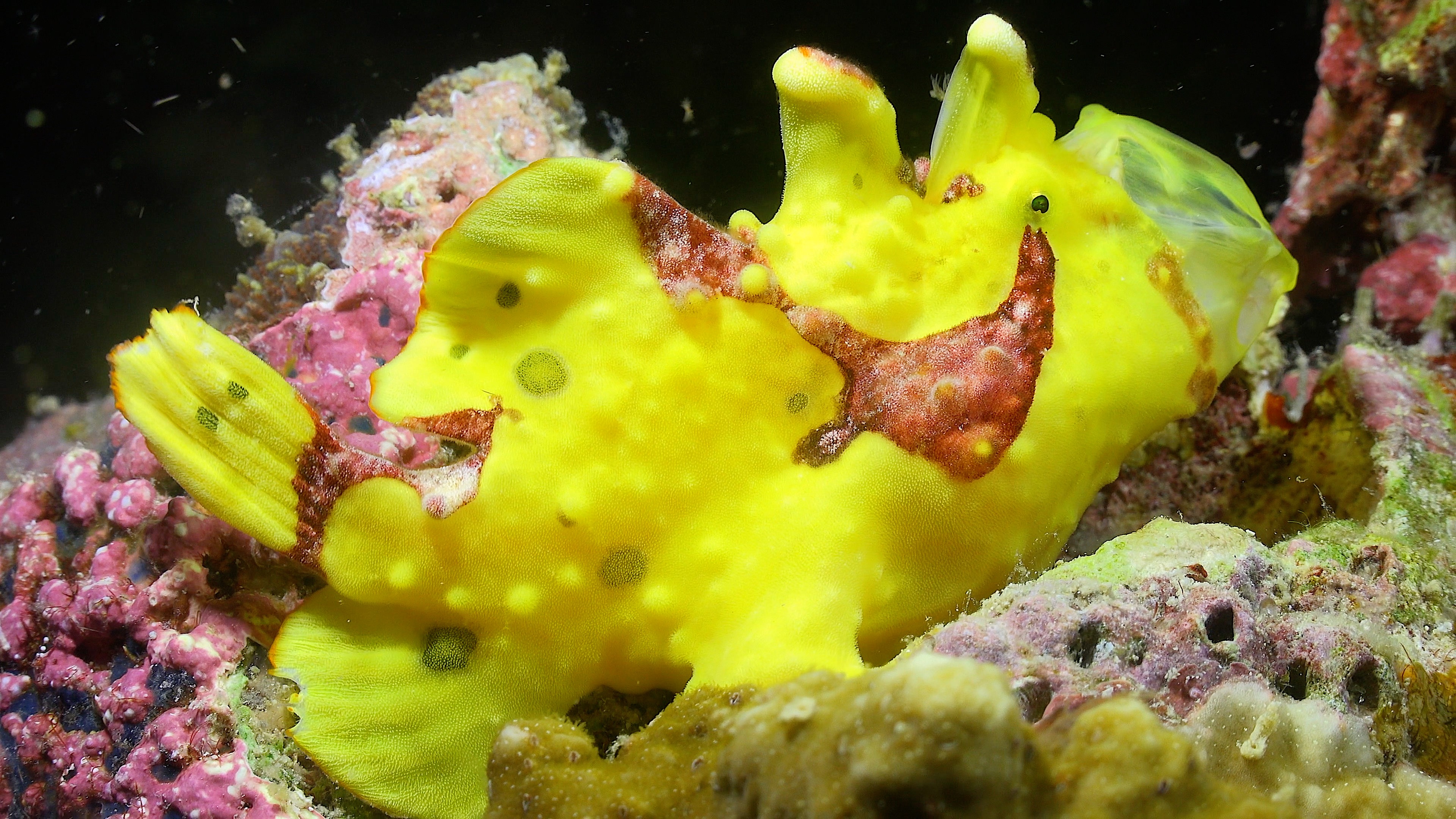 Video Stock Footage of Frogfish & Anglerfish | Royalty-Free Underwater ...