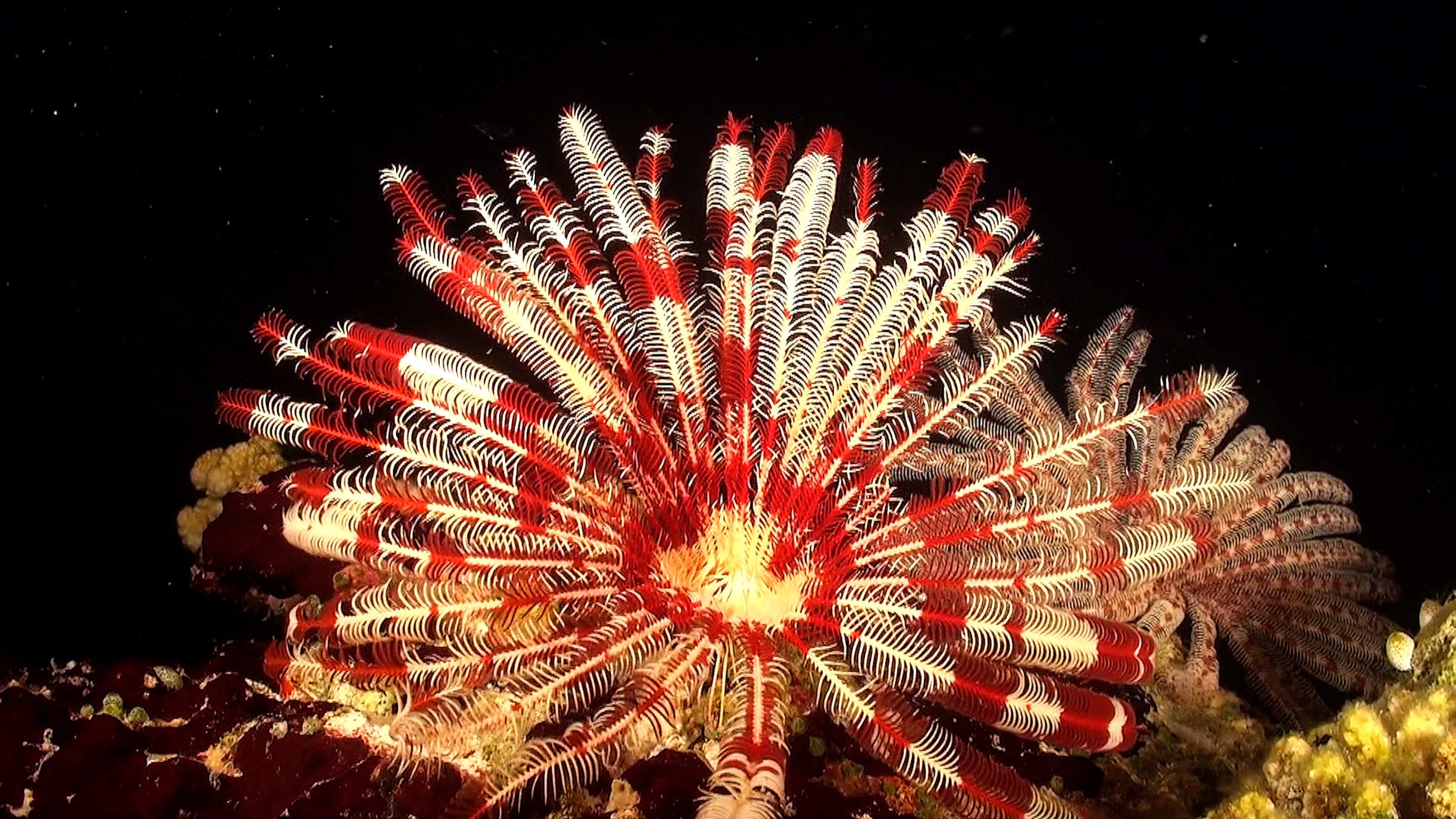 Underwater Invertebrate in Its Natural Habitat | Cinematic 4K & HD ...
