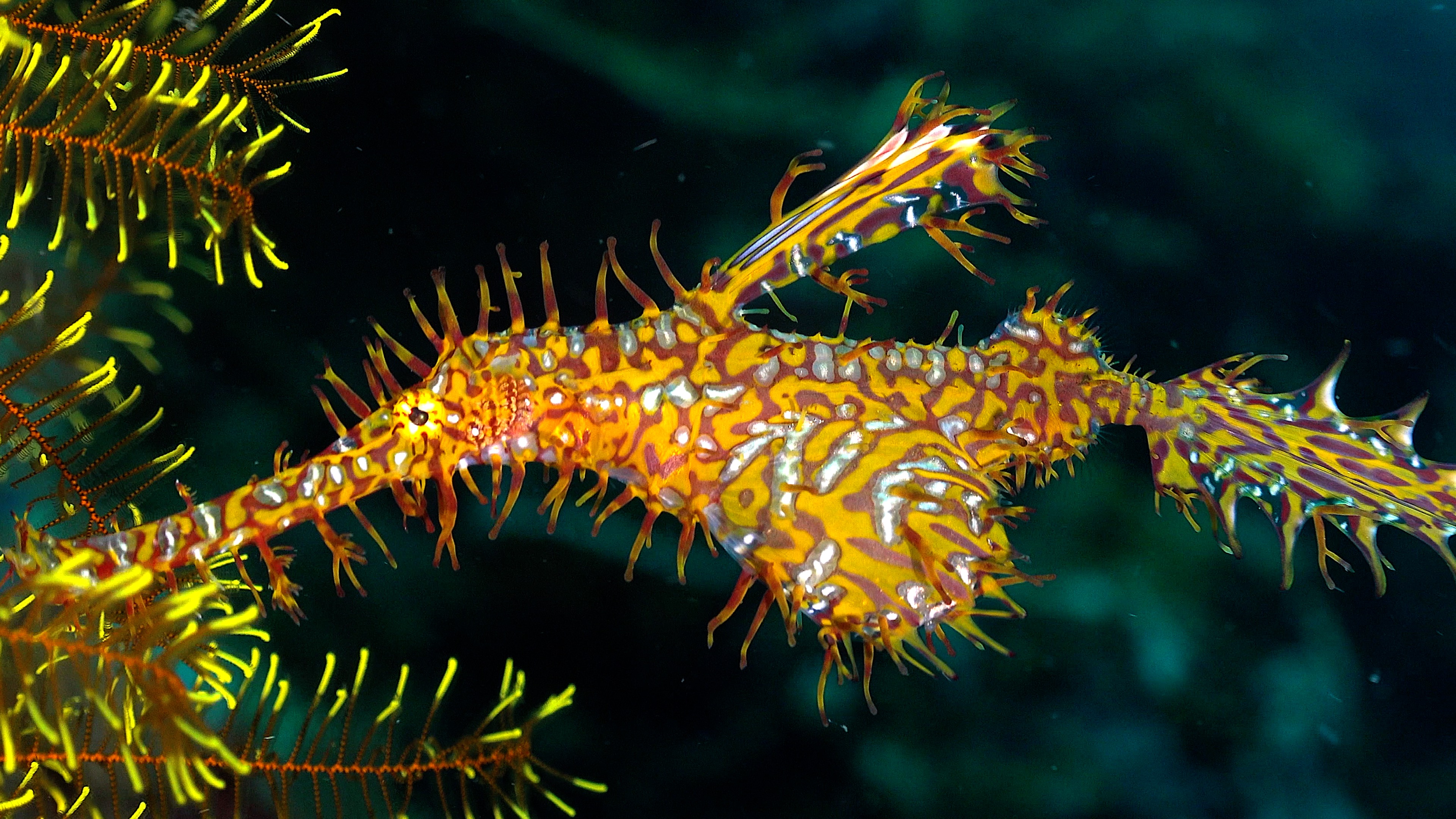 Underwater Stock Footage of Pipefish in 4K and HD
