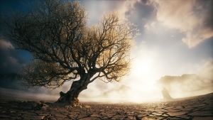 Dry tree and cracked earth with dead plant