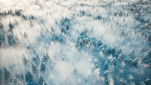 Sunrise in the misty forest. Winter forest at sunrise