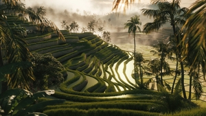 Rice fields in Bali. Amazing landscape above rice terraces