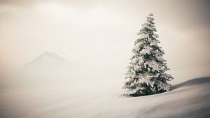 Lonely Christmas tree in the winter forest