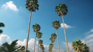 Driving under palm trees against a blue sky (Alpha)