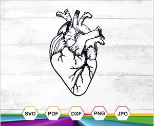 Anatomical Heart SVG PNG DXF JPG PDF – Medical Art Design for Cricut, Silhouette &amp; Sublimation