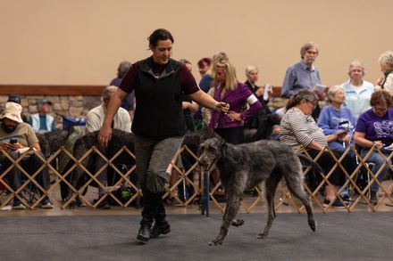 Puppy Sweepstakes - Dogs