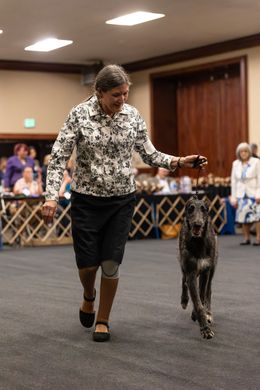 Puppy/Junior Sweepstakes - Part II - Bitches (May 6, 2026)