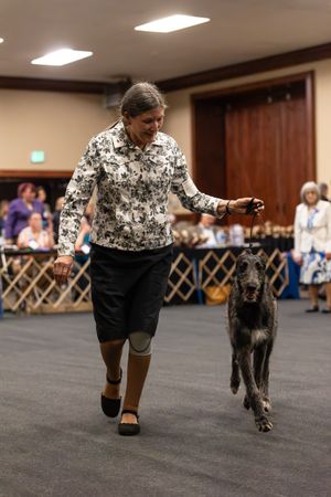 Puppy/Junior Sweepstakes - Part II - Bitches (May 6, 2026)