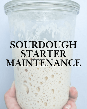 Sourdough Starter Maintenance