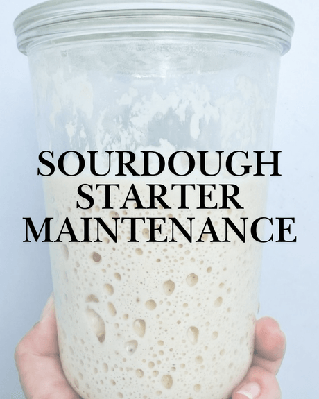 Sourdough Starter Maintenance