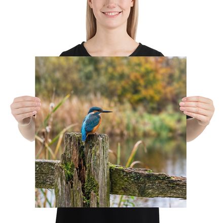 Jewel of the Stream: Kingfisher Perch