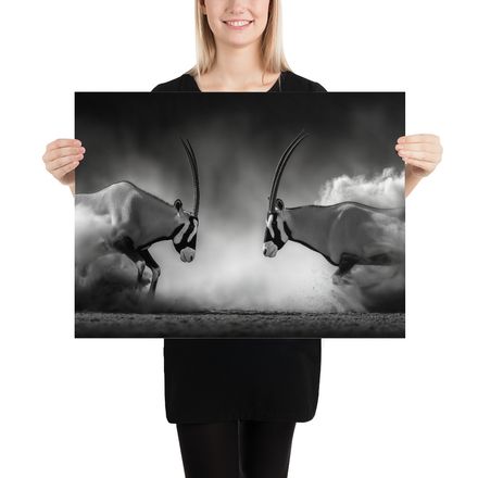 Clash of Horns: High-Speed Oryx Duel