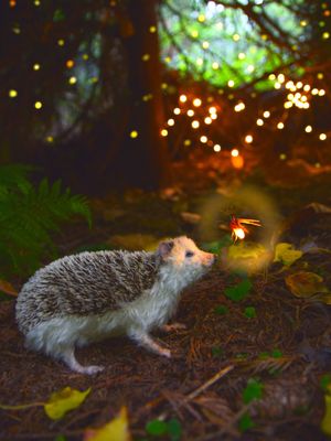 &#x27;Hedgehog In Firewoods&#x27; 8x10  Framed Fine Art Print By Rachel Austin