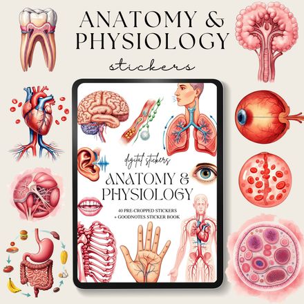 Anatomy and Physiology Stickers