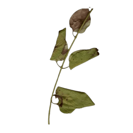 Flute Samples