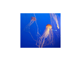 Orange Jellyfish 