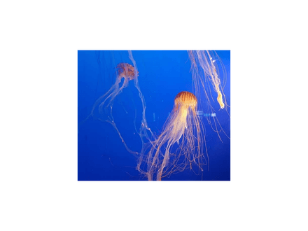 Orange Jellyfish 
