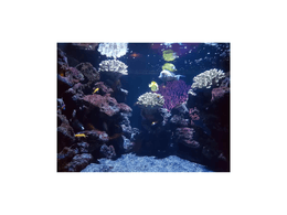 Cluster of Corals