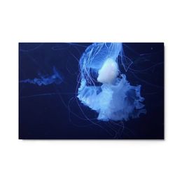 ZAG  White Jellyfish Glossy Metal Print (in)