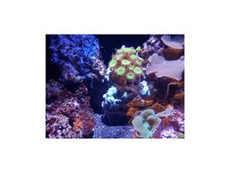 Yellow Coral 