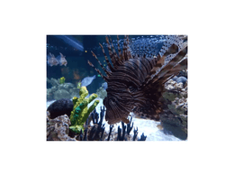 Lionfish 