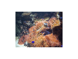 Blue Clown Fish 
