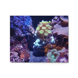ZAG Corals Bouquet Glossy Metal Print (in)
